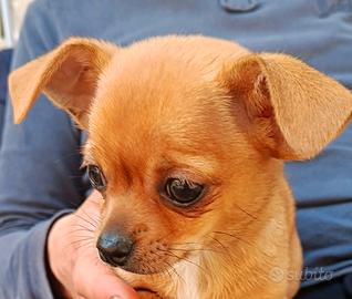 Chiwawa