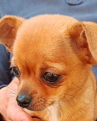 Chiwawa