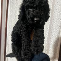 Cuccioli di barboncino