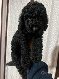 Cuccioli di barboncino