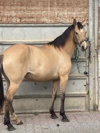 Puledra buckskin domata, età 3 anni