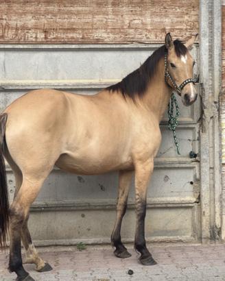 Puledra buckskin domata, età 3 anni