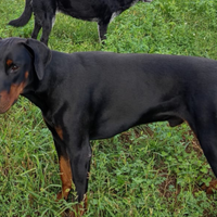 Doberman