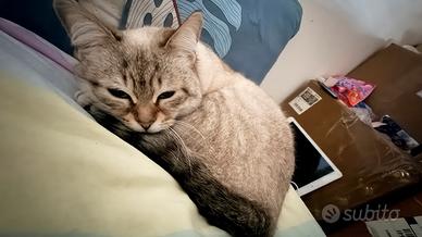 Gatto del Bengala
