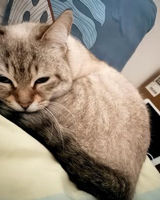 Gatto del Bengala