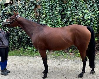 Pony femmina (Quarter)