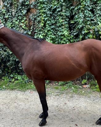 Pony femmina (Quarter)