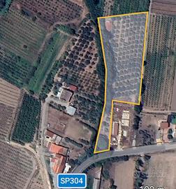Terreno con Uliveto e annesso Capannone agricolo