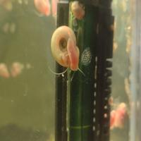 Lumache d'acqua dolce