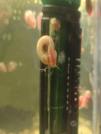 Lumache d'acqua dolce