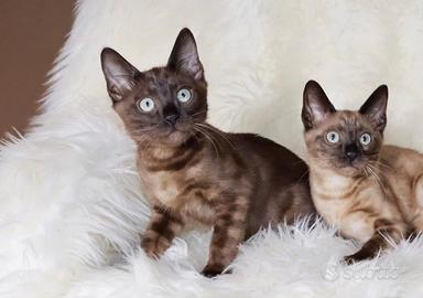 Gatti del bengala con pedigree