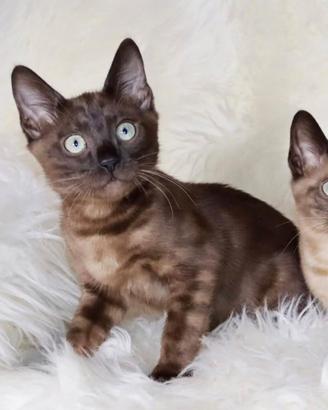 Gatti del bengala con pedigree