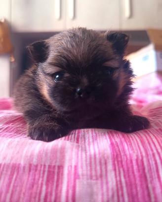 Volpini di pomerania Enci Nano con pedigree alta