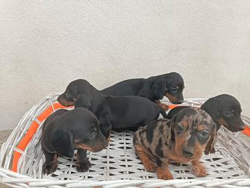 Cuccioli di bassotto