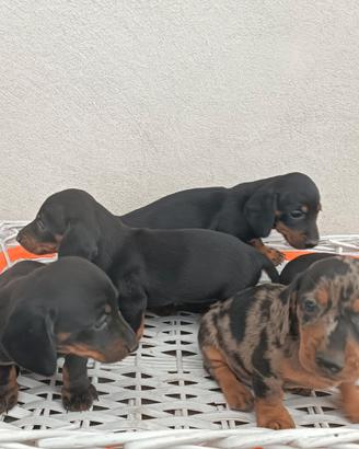 Cuccioli di bassotto
