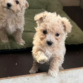 Cuccioli di Maltipoo