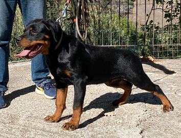 Cucciolone Rottweiler