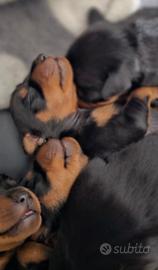 Pinscher nano