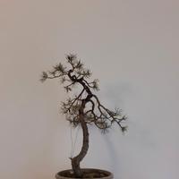 Bonsai Pino Silvestre