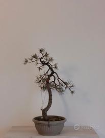 Bonsai Pino Silvestre