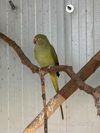 Parrocchetto dal collare