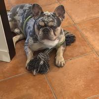 Bulldog francese disponibile x monta