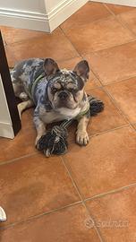 Bulldog francese disponibile x monta