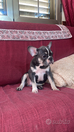 Bulldog francese