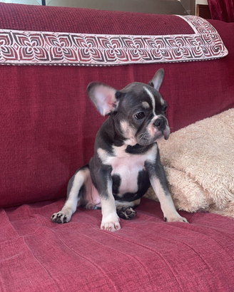 Bulldog francese