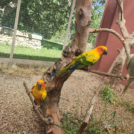 Coppia conuri del sole