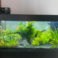 Piantine per acquari