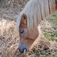 Puledra haflinger
