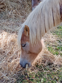 Puledra haflinger