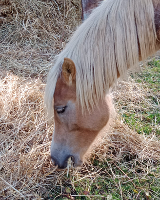 Puledra haflinger