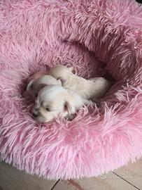Cuccioli Maltipoo bianchi