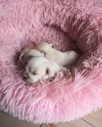 Cuccioli Maltipoo bianchi