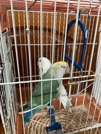 Coppia di inseparabili