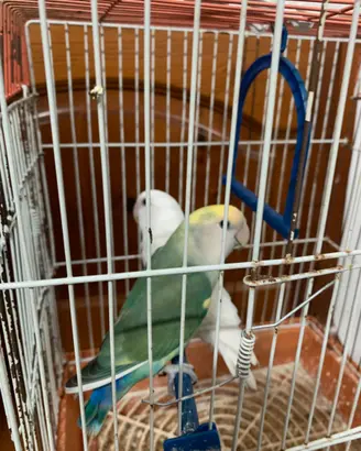 Coppia di inseparabili