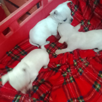 Chihuahua bianchi mini toy