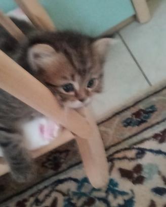 Persiana Golden tabby doll face