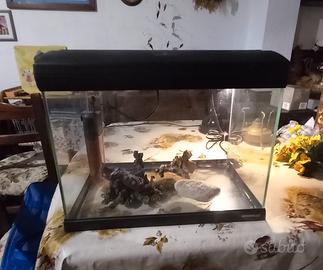 acquario 