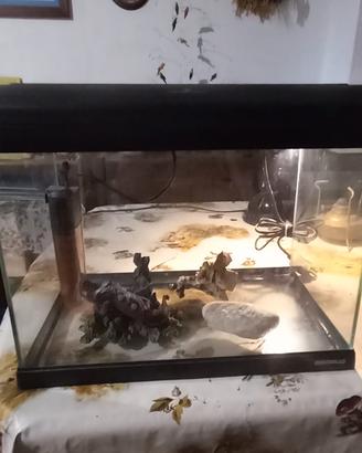 acquario 