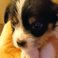 Cuccioli jack Russel