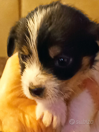 Cuccioli jack Russel