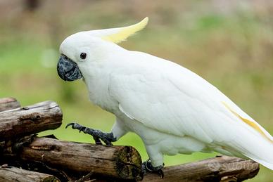 Blocco pappagalli cacatua