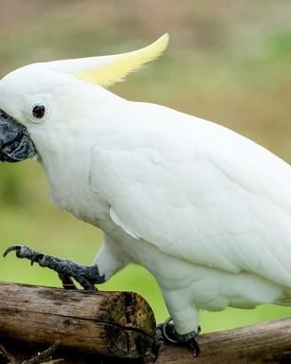 Blocco pappagalli cacatua