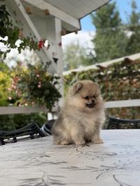 Spitz di Pomerania