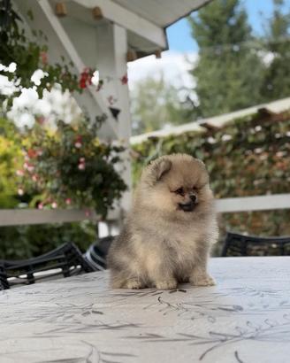 Spitz di Pomerania