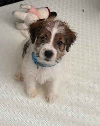 Jack Russell Terrier - Cuccioli disponibili