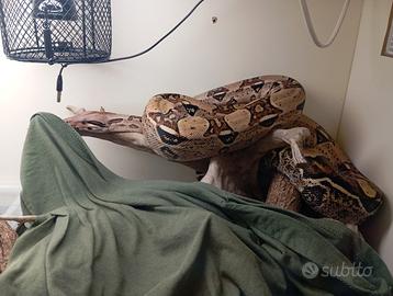 Boa Constrictor Imperator con terrario